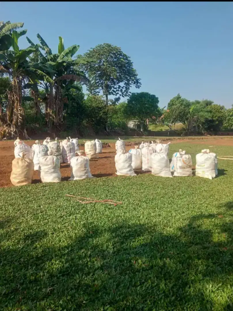 Jual rumput gajah mini hijau