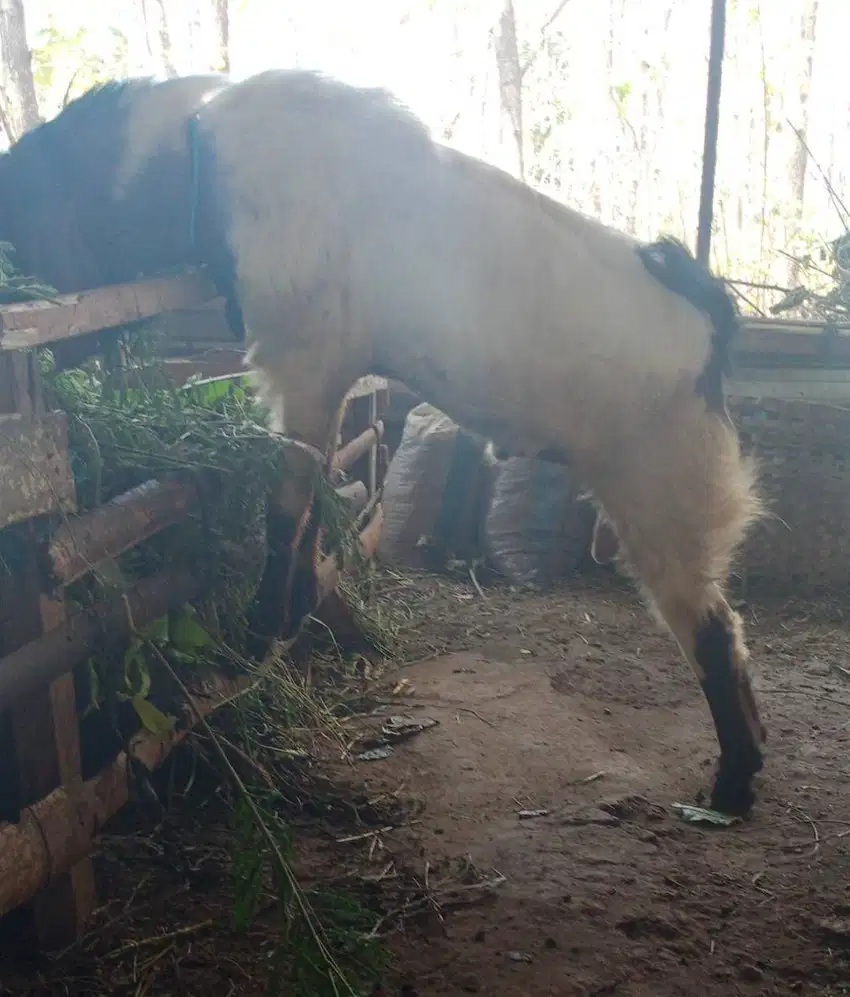 Peternakan Kambing Boer di Semarang Gemuk Sehat Murah