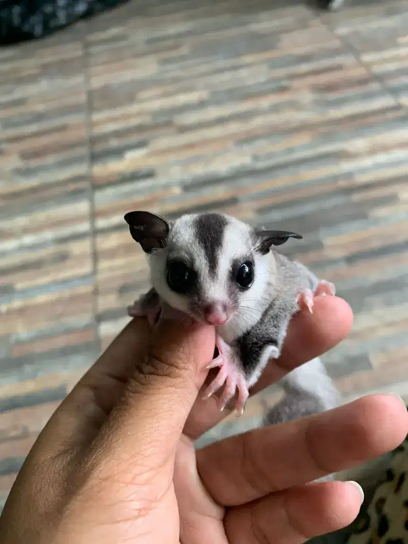 SUGAR GLIDER WHITE FACE