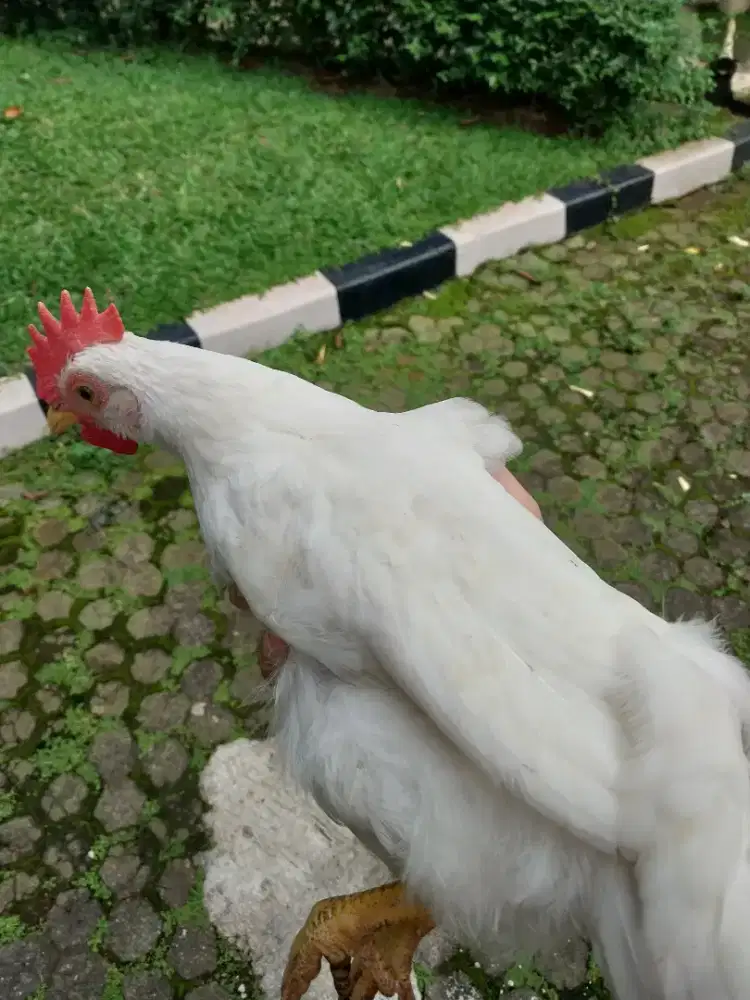 AYAM JAGO PUTIH MUDA USIA 3 BULANAN RAS IMPORT