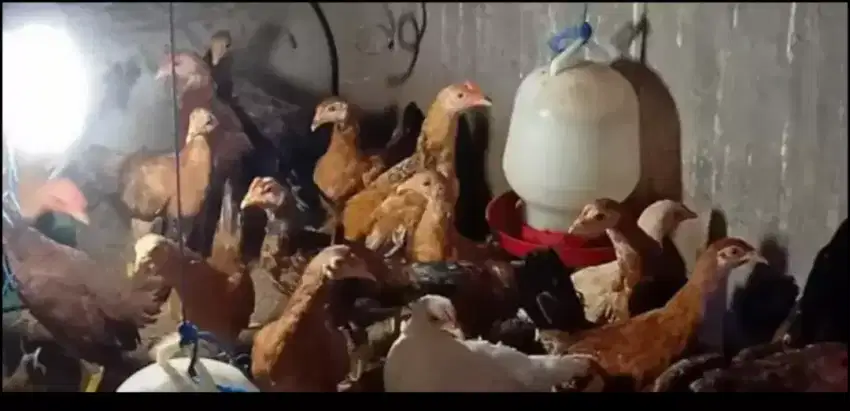 Ayam kampung dewasa siap potong atau dikawinkan