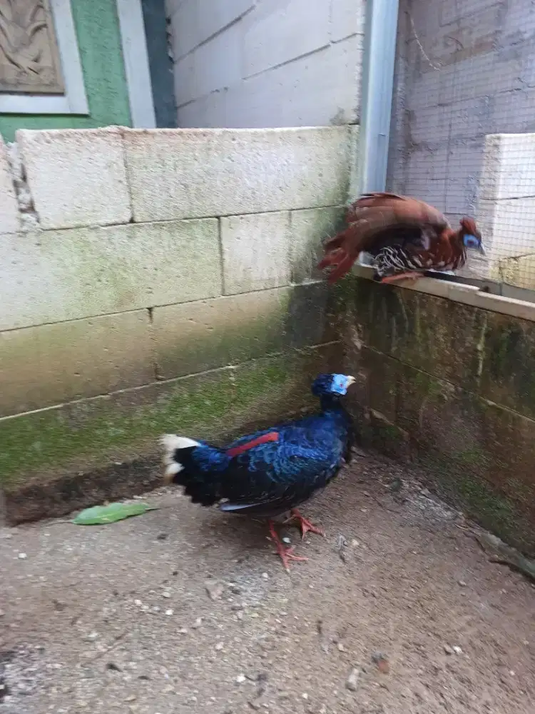 Ayam sempidan biru ekor putih asli aceh