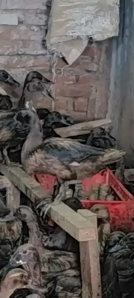 Bebek Petelur Betina Usia 5 bln