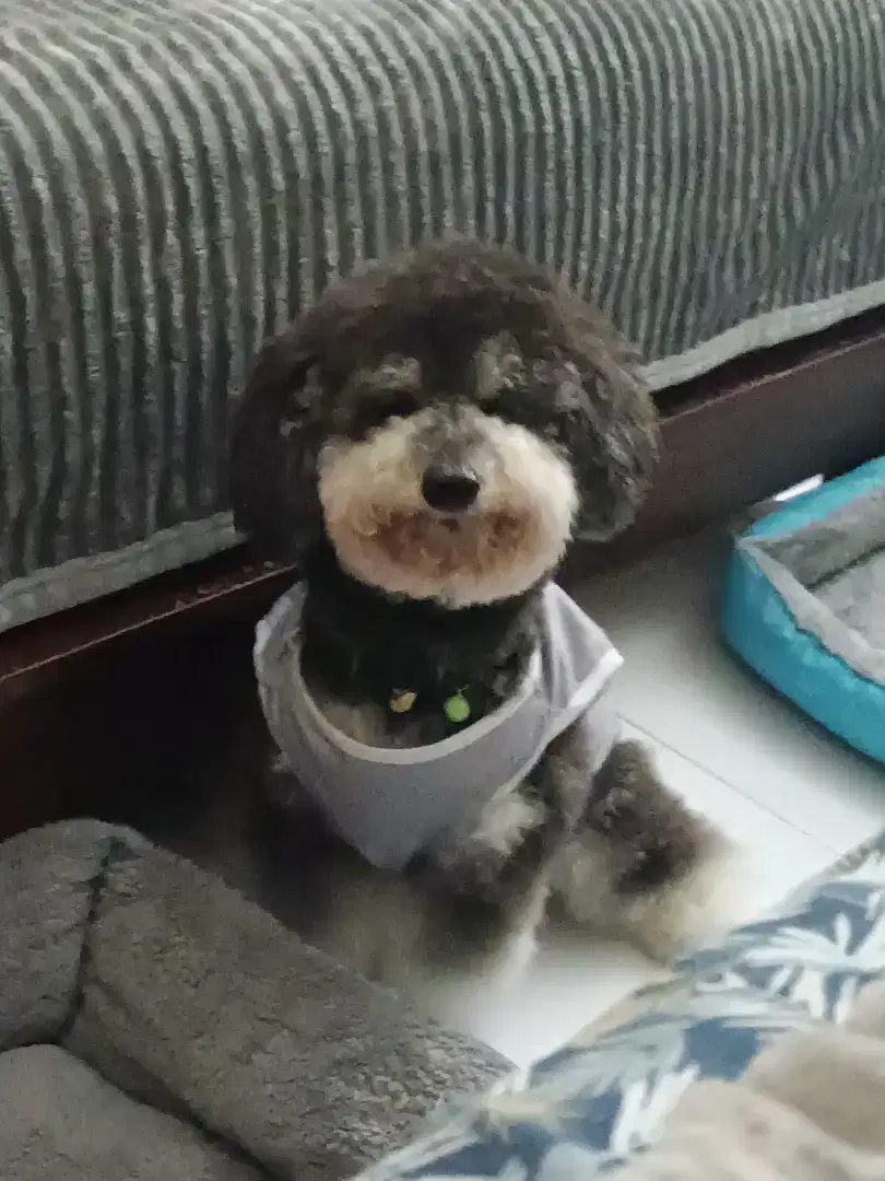 Toy Poodle silver phantom open pacak stambom