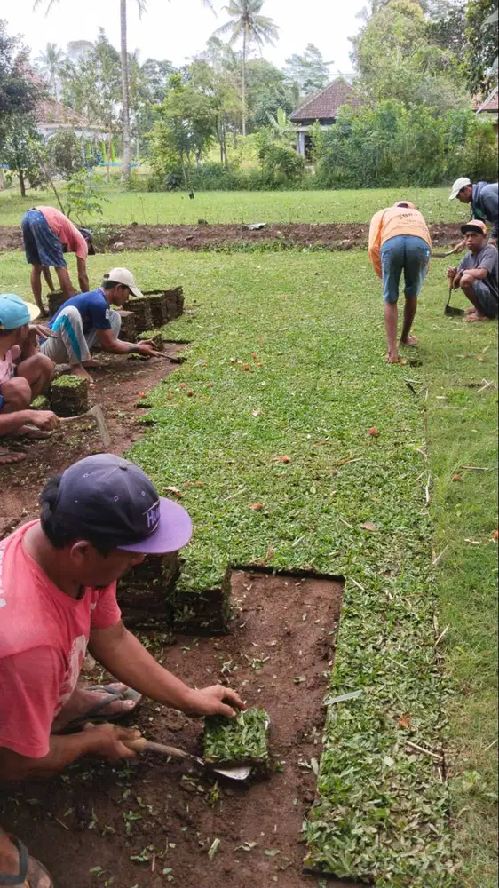 Rumput gajah mini Tegal termurah