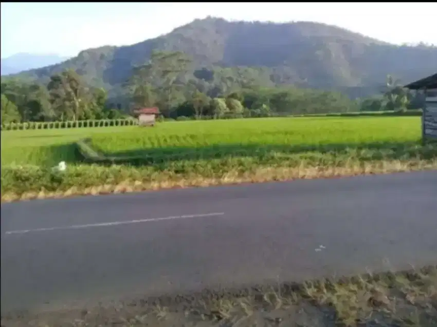 Sawah produktif 6Ha + sumber air pinggir Jl. Raya Subang - Sumedang