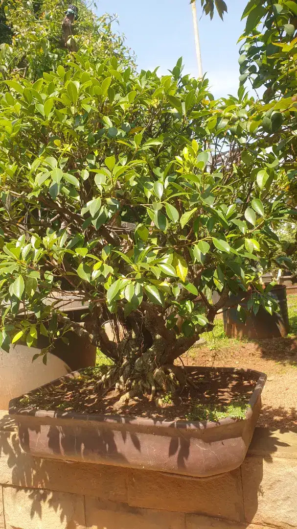 Tanaman Bonsai Sianto Dewandaru