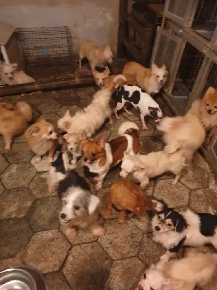 Beli 2 gratis 1 Dog mini ras kecil