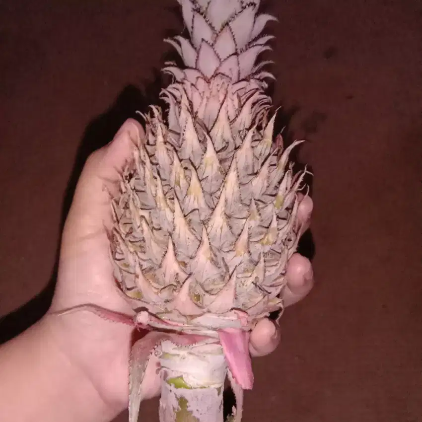 Buah nanas muda (pelancar haid)