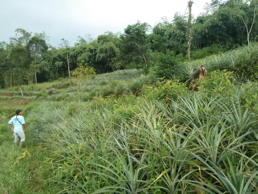 KEBUN | EX Kebun Nanas Produktif