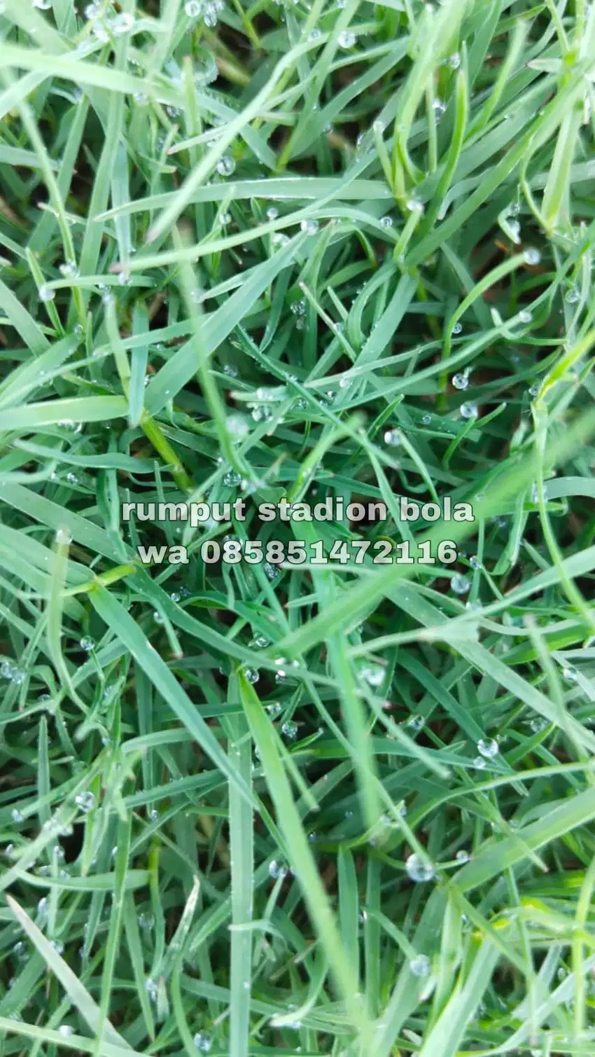 Harga Supplier Rumput Stadion Lapangan Zoysia Matrella Majalengka