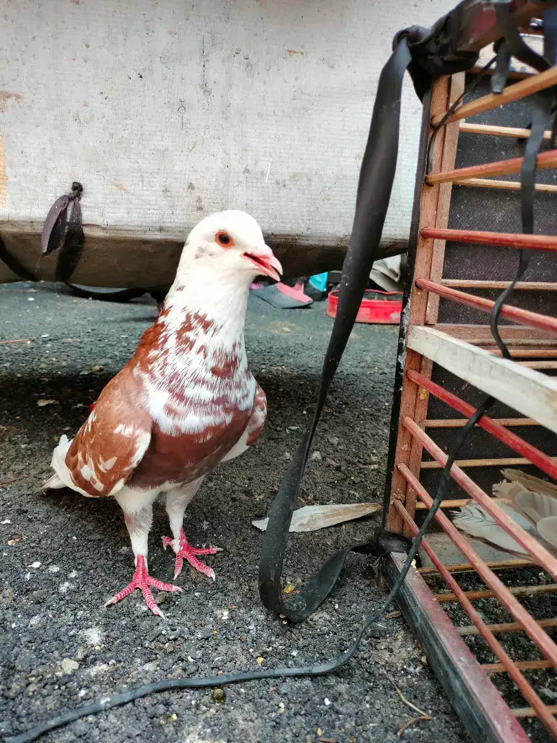 Burung merpati blantong banyak pilihan