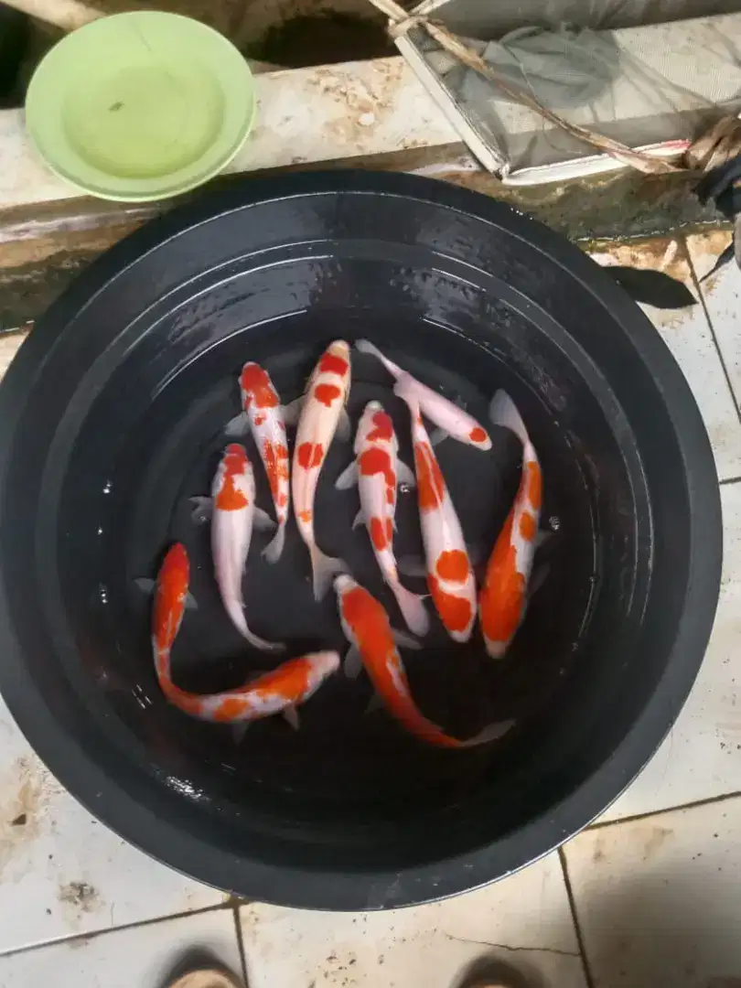 PAKET IKAN KOI SIZE 25CM ISI 10EKOR
