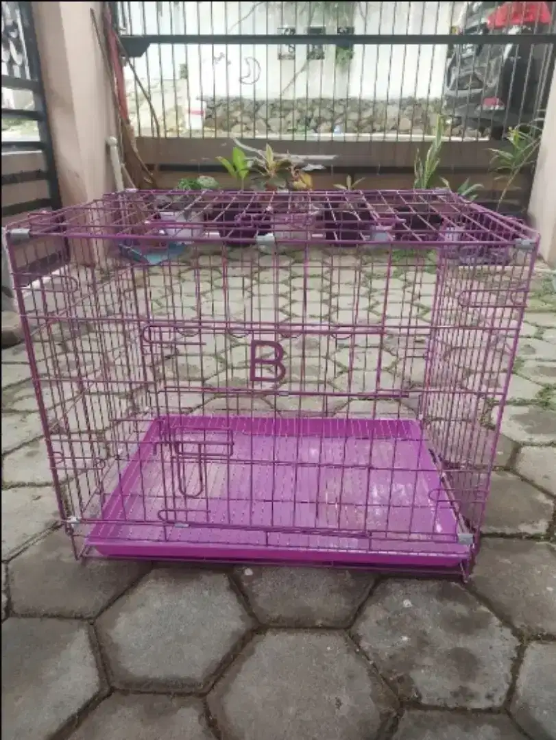 Kandang kucing baru