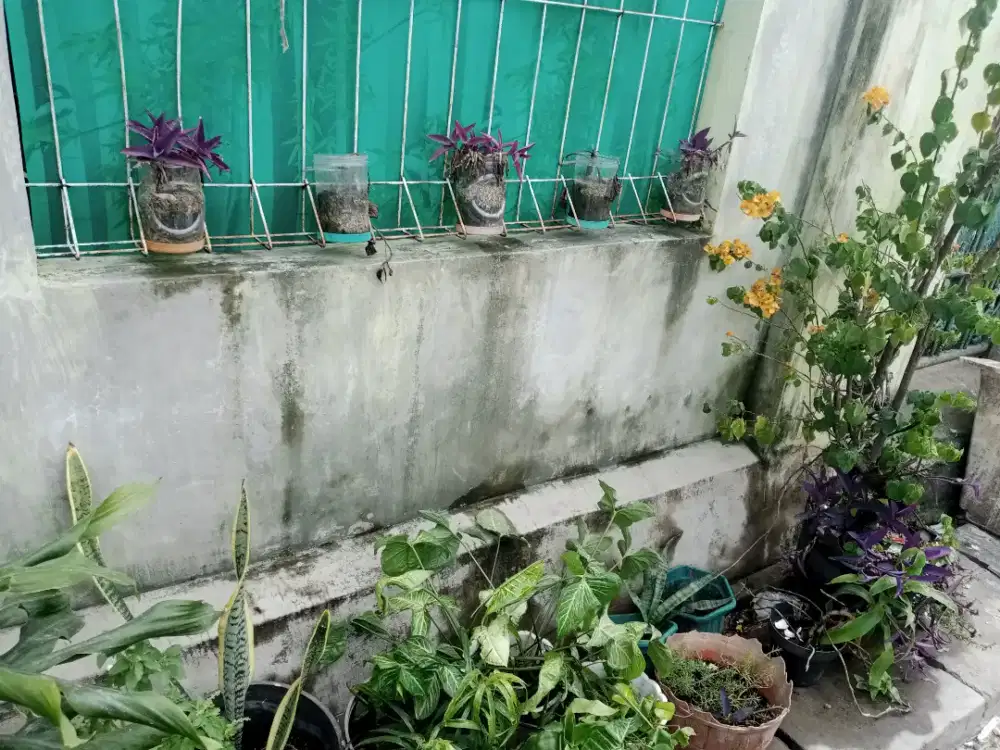 TANAMAN BUNGA JANDA BOLONG , SIRIH GADING BESAR & KECIL