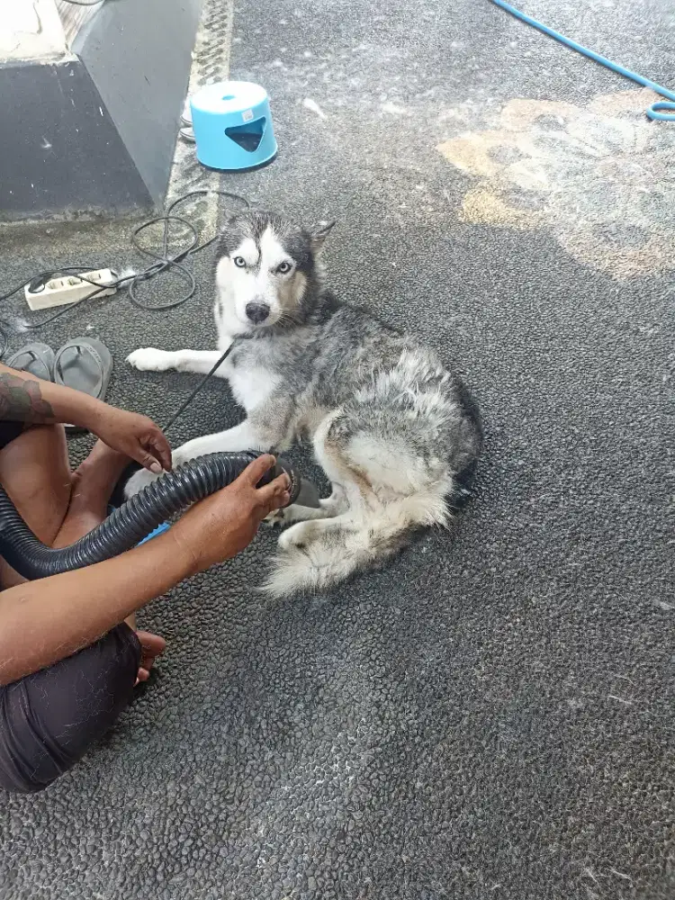 Salon hewan kesayangan,penitipan, dan produk kebutuhan anabul