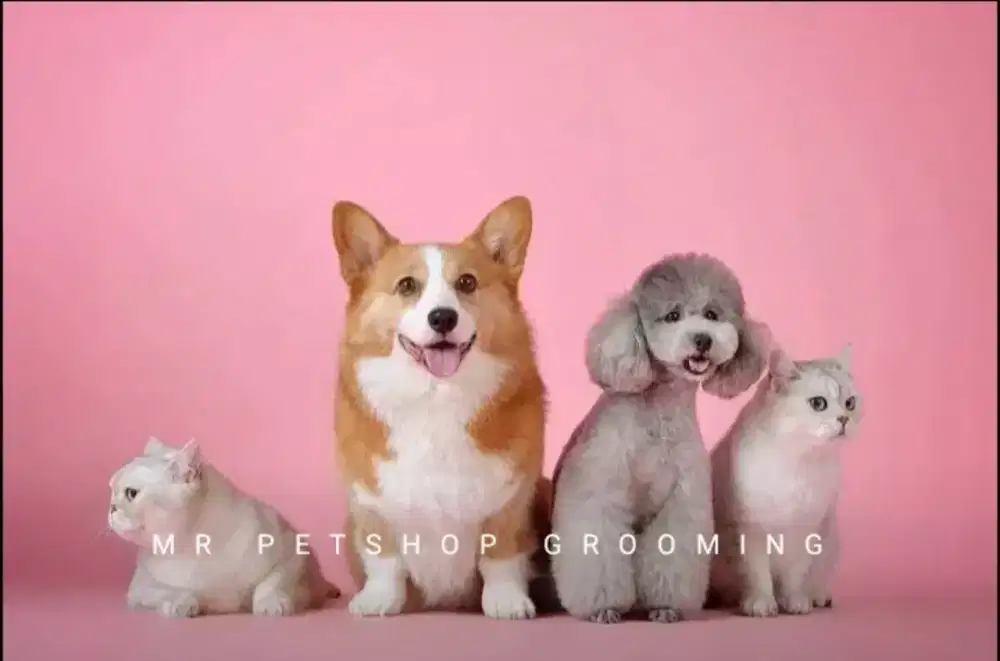 Grooming panggilan dog dan cat Tangerang Jakarta /PETSHOP GROOMING PA