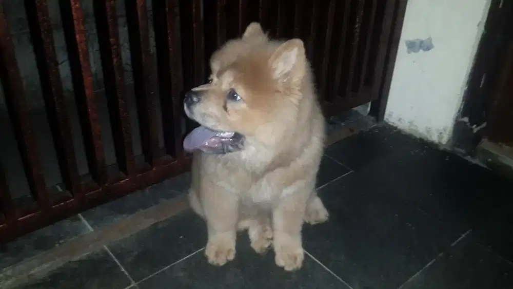 Dokter Hewan di  Teras Hijau Ungasan