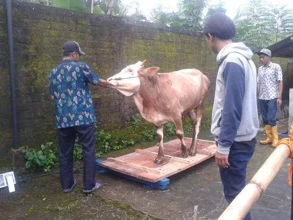 Timbangan sapi dan domba murah bergaransi promo akhir tahun