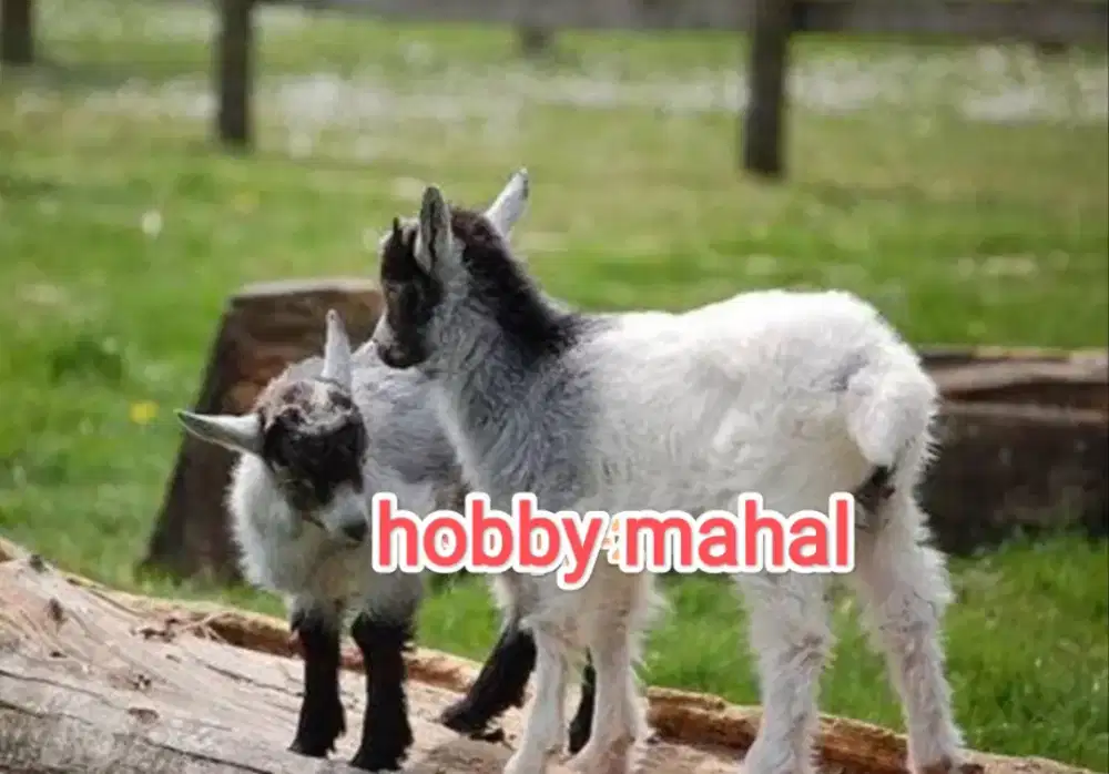 Kambing pygmy kerdil sepasang asli import afrika Sultan mewah langka
