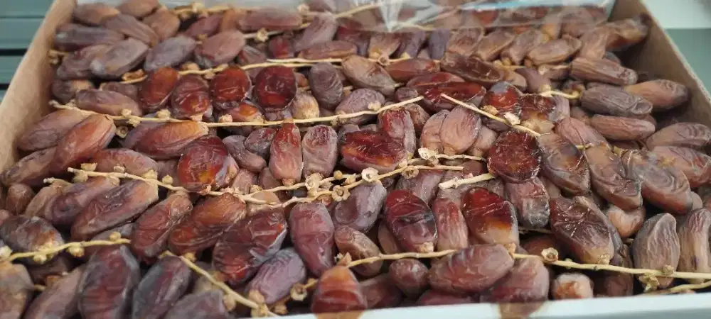 Kurma tunisia tangkai, kurma tunis madu, ruthob