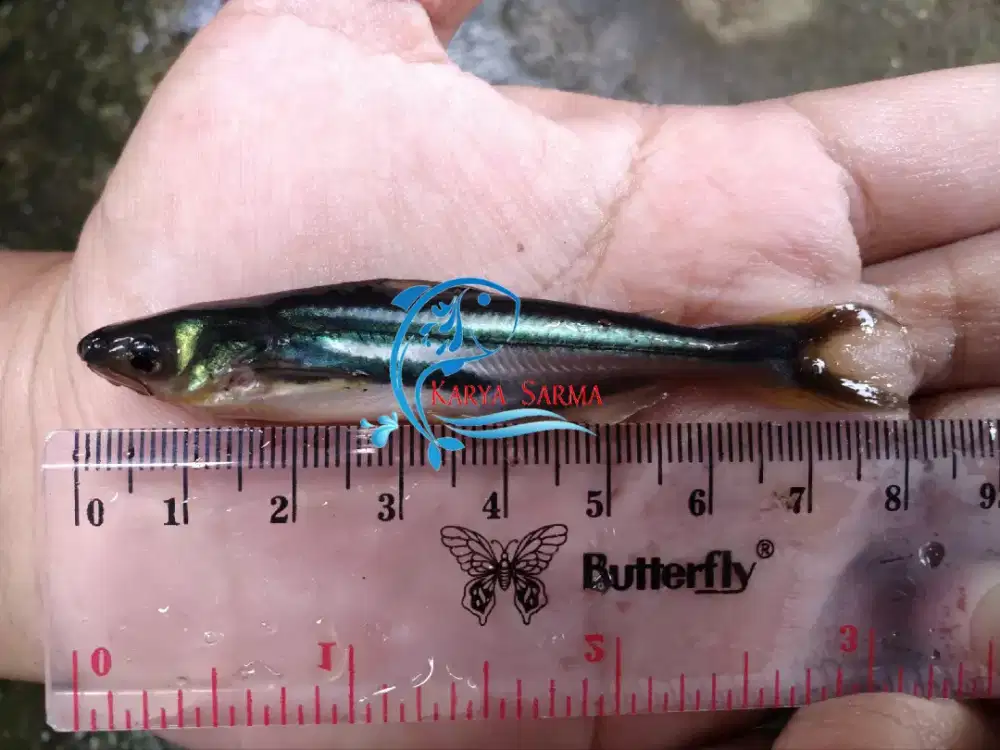 Bibit Ikan Patin Hitam ± 3 inchi up / Benih Patin Hitam ± 3 inchi up