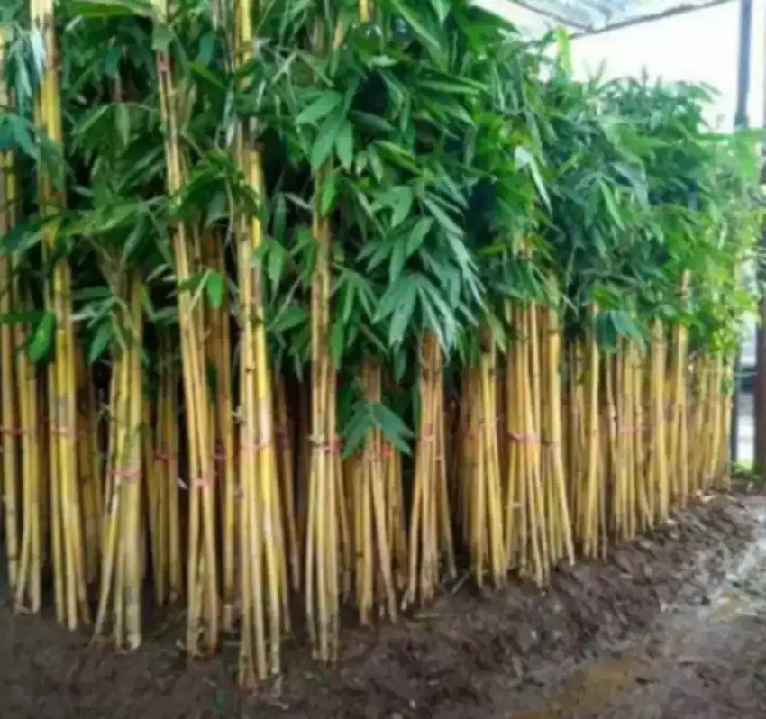 Bambu kuning . Jepang .krisik