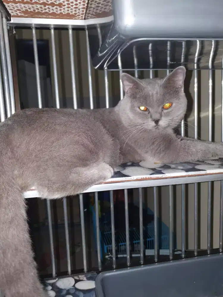 Jasa Pacak Kucing British Shorthair (Jantan Lilac dan Blue)