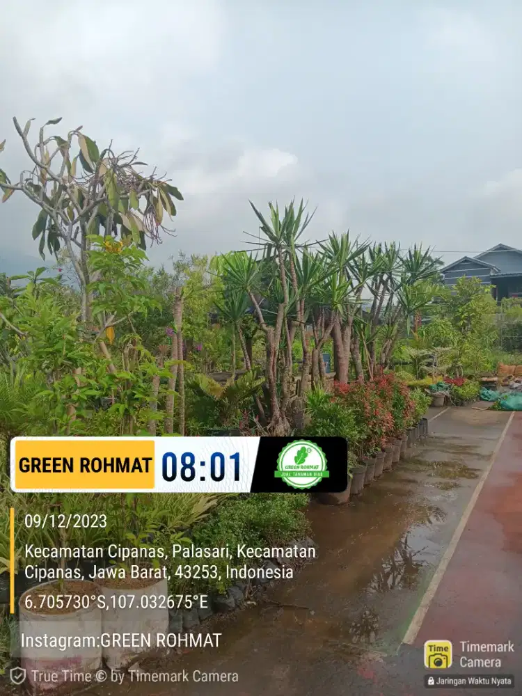 JUAL Tanaman | harga bisa nego