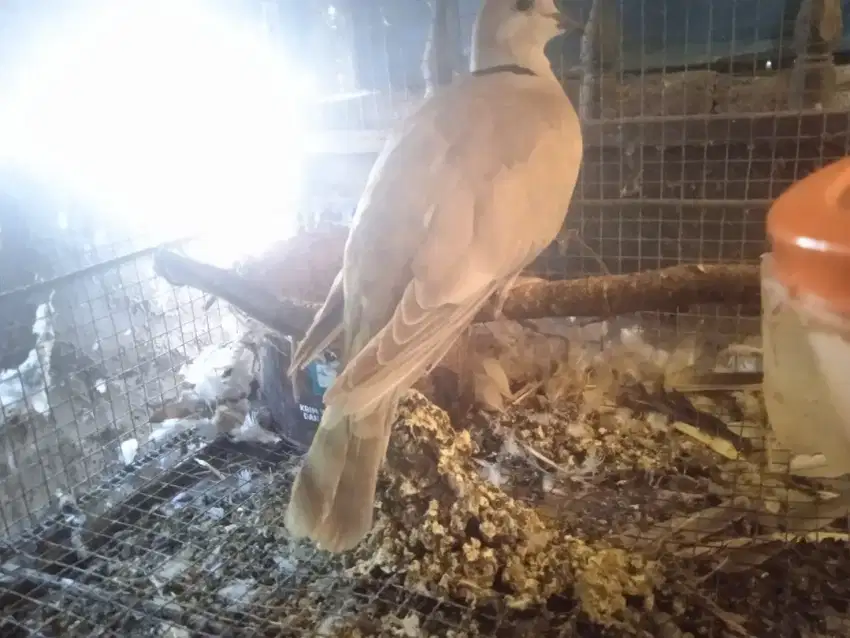 Burung puter pelung betina Indukan (Baca Deskripsi Iklan)