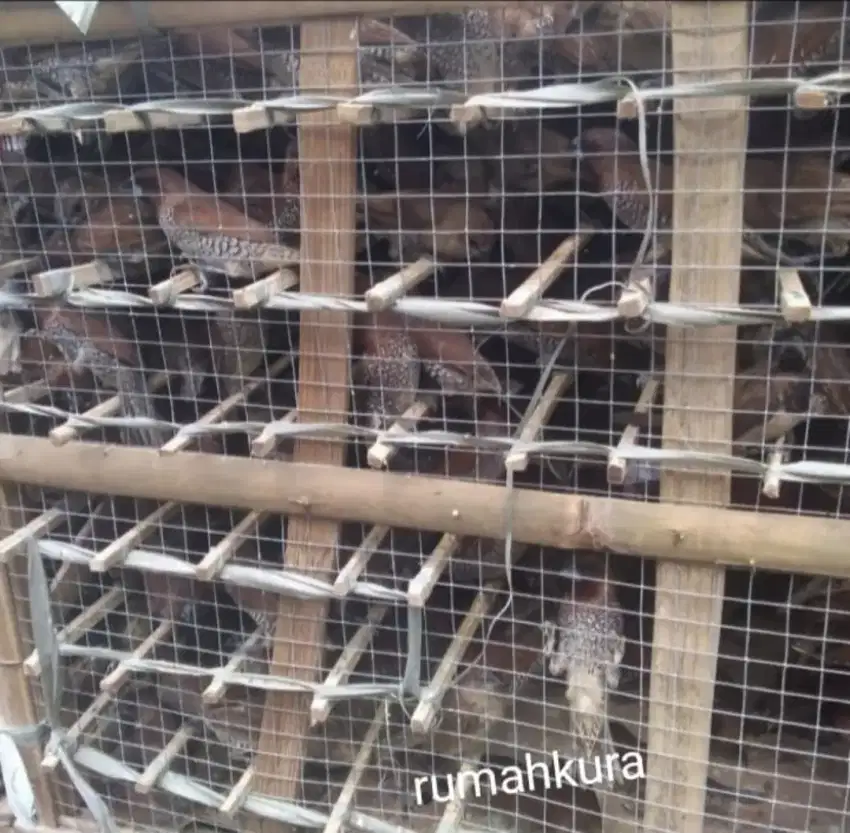 Burung pipit sawah untuk lepas kembali pakan predator