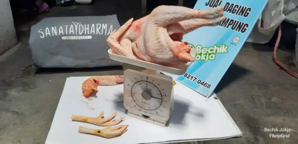 Jual daging Ayam Kampung Segar Murah HALAL