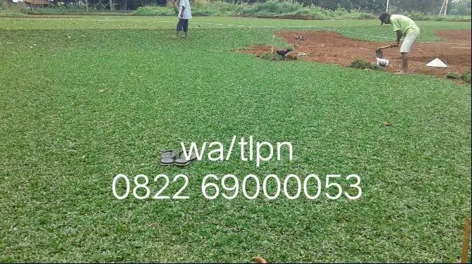 Rumput Hias gajah mini + penanaman