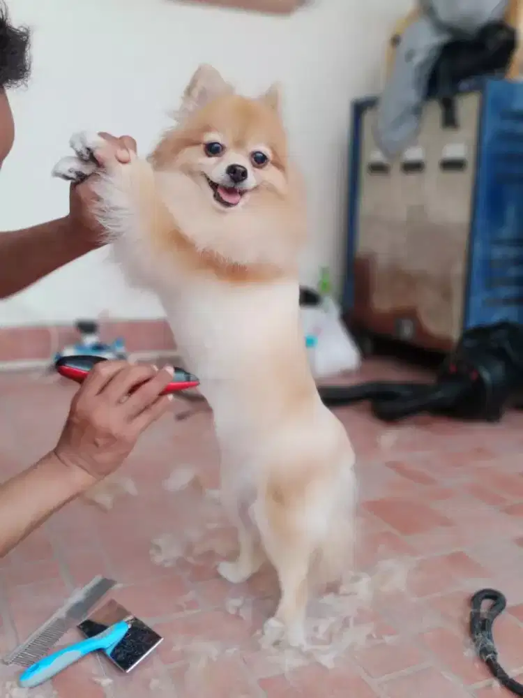 Termurah jasa grooming anjing kucing panggilan cukur bulu mandi rumah