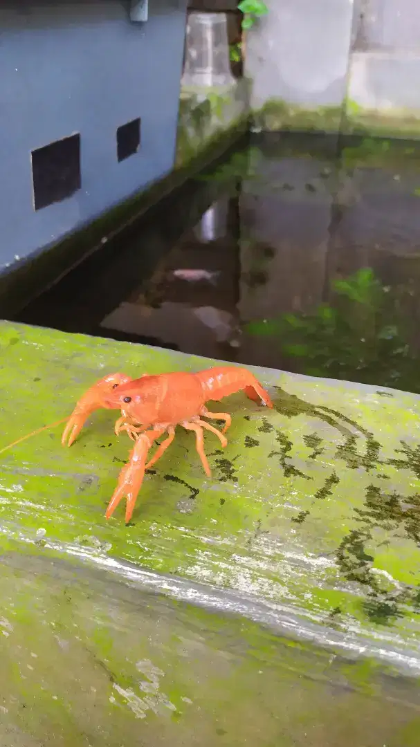 Lobster Hias Clarkii (Red Marlboro)