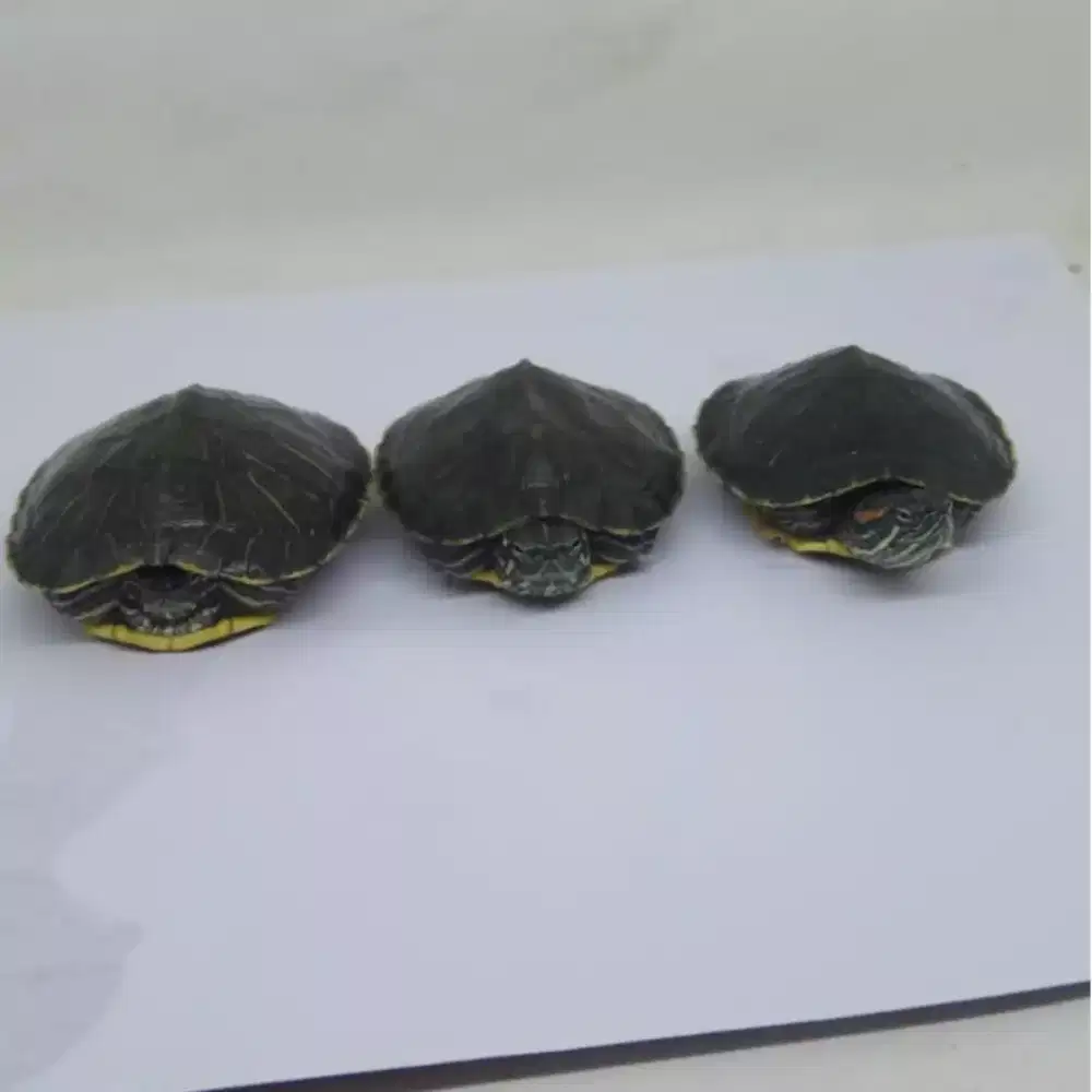 Brasilia turtle kura brasil