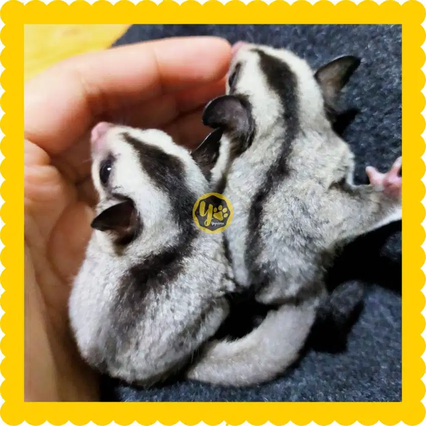 Joey Sugar Glider