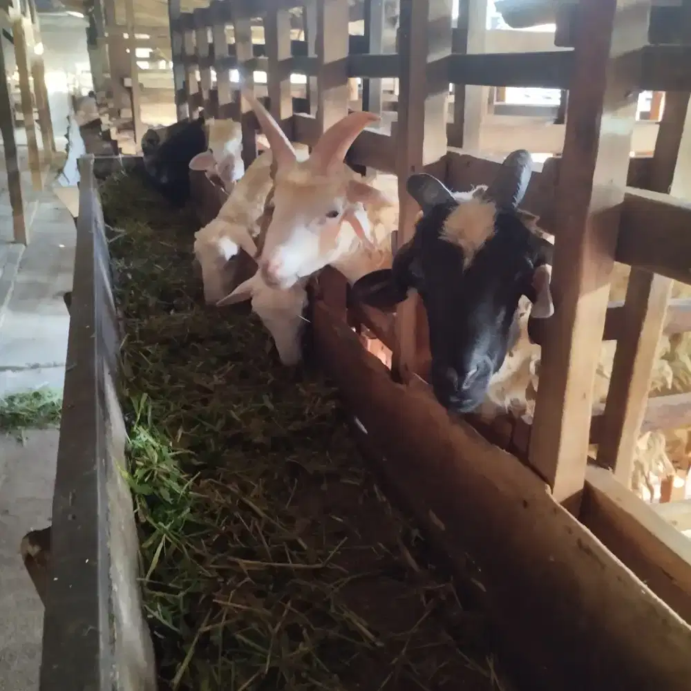 Menyediakan kambing/Domba Kurban