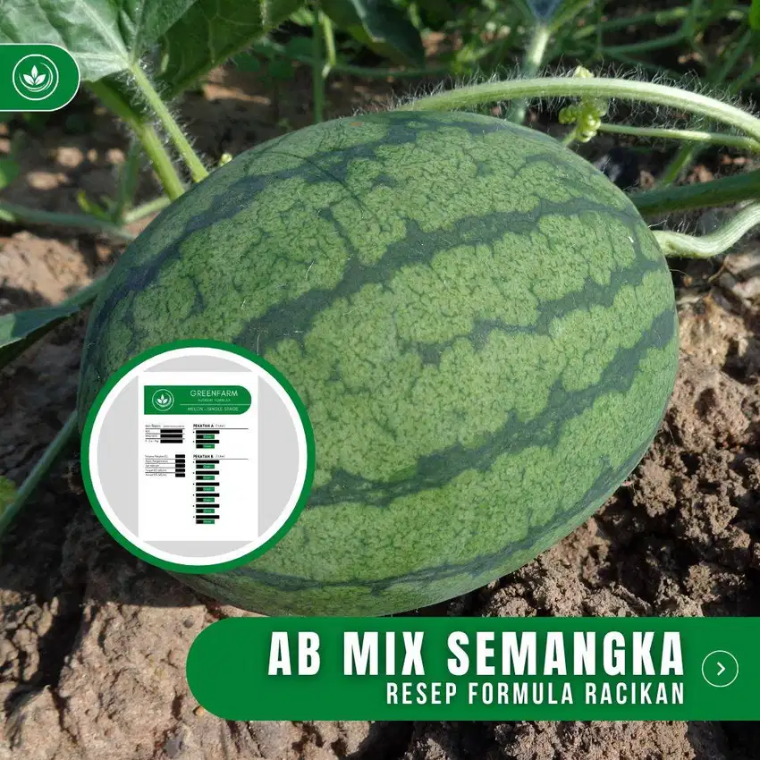 Resep Formula AB Mix Semangka Pupuk Buah Semangka