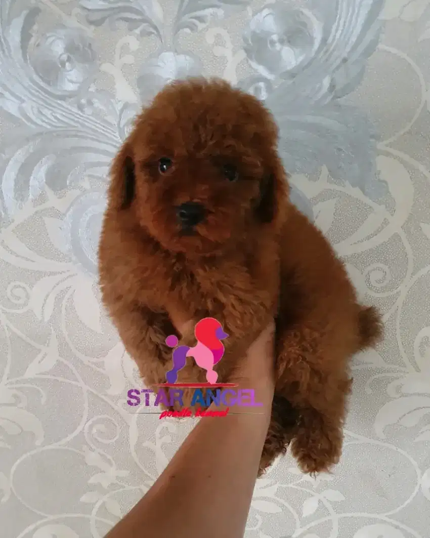 Red poodle good quality