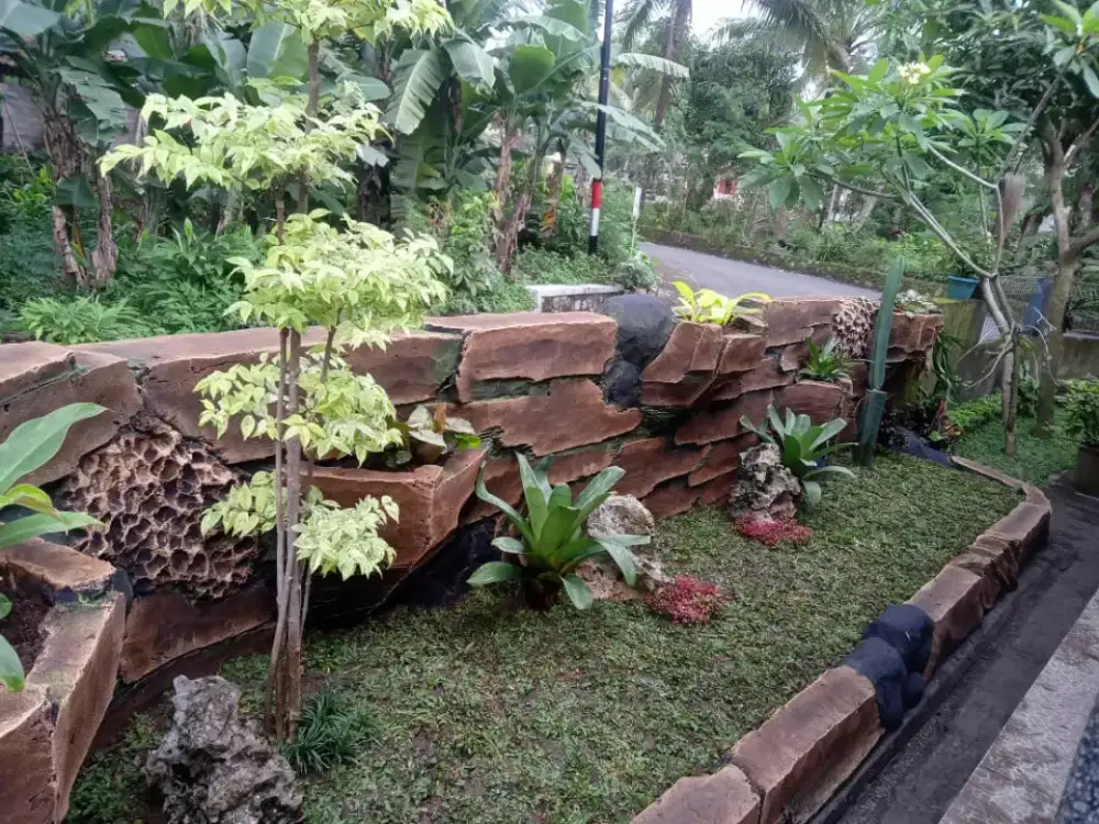 Tukang taman Jogja ,jual rumput gajah mini ,pasang rumput taman