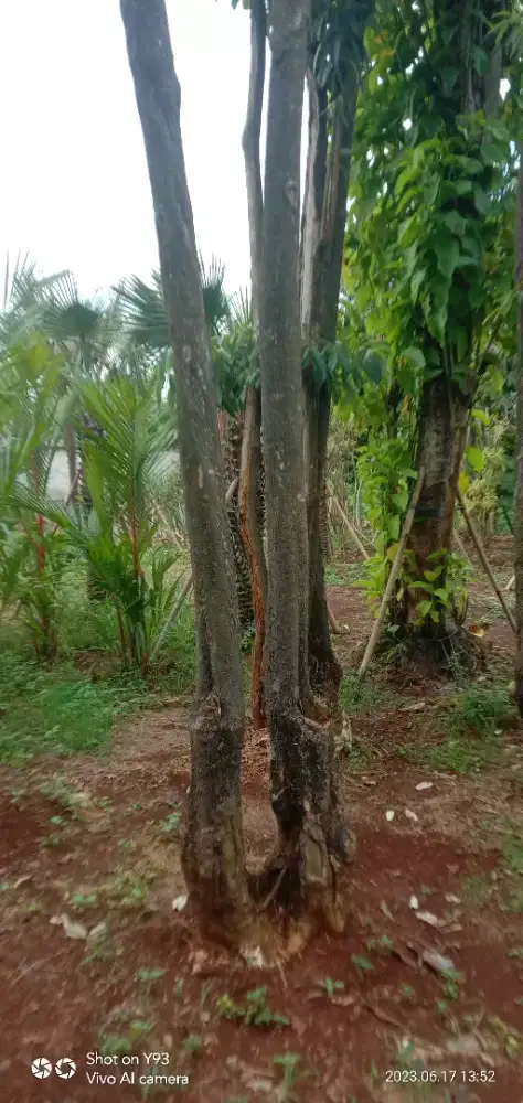 Pohon pule tunggal dan bruping