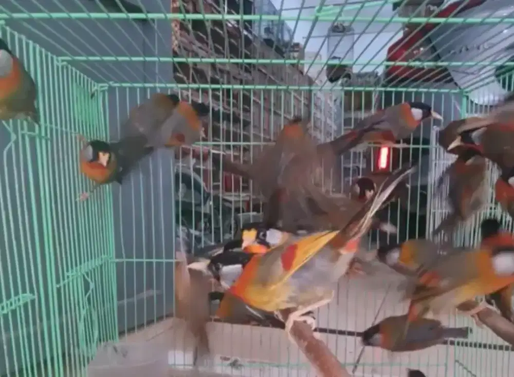 BURUNG PANCAWARNA IMPORT GACOR PURTOTAL RAWATAN SIMPLE MULUS RAHAYU