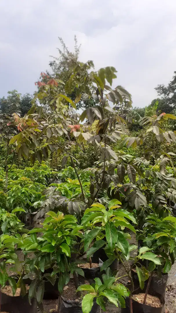 Pohon Klengkeng ruby/merah tinggi 2 meter berbunga