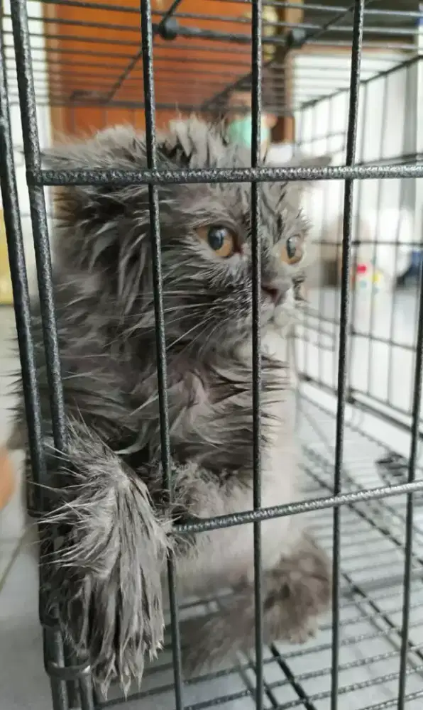 Grooming kucing panggilan