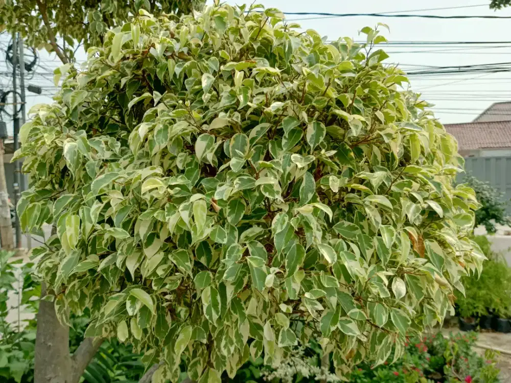 Bonsai beringin putih (bayar ditempat)