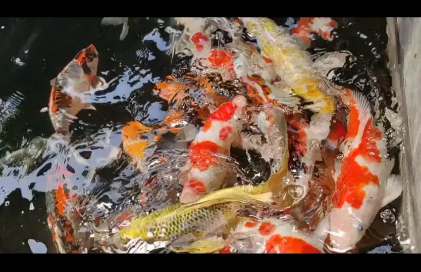 Koi paket borongan kolam koleksi