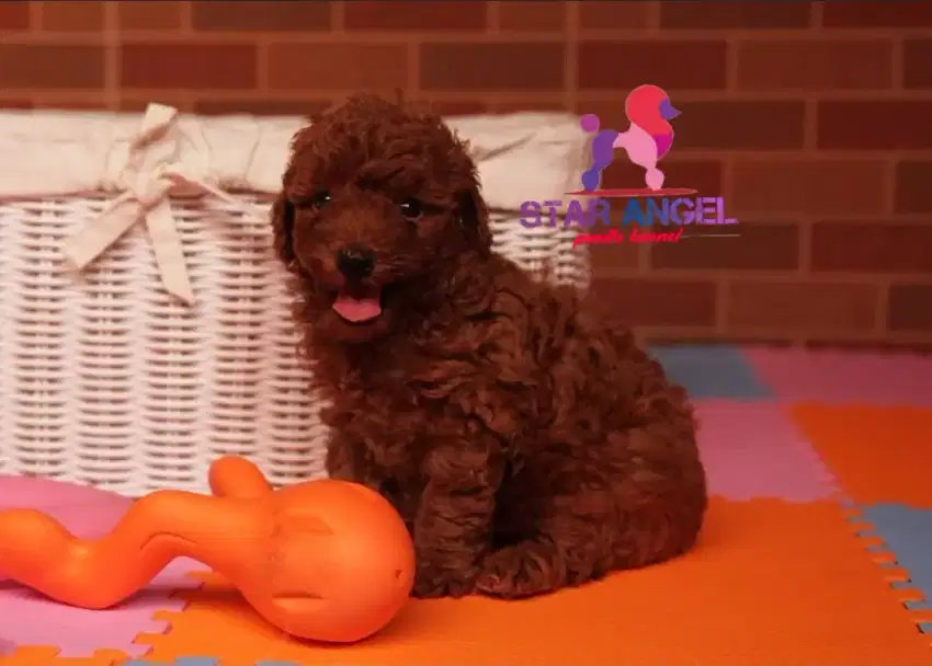 red poodle best quality