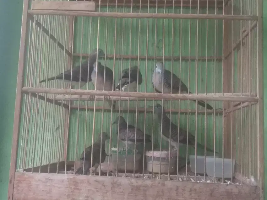 Burung perkutut lokal