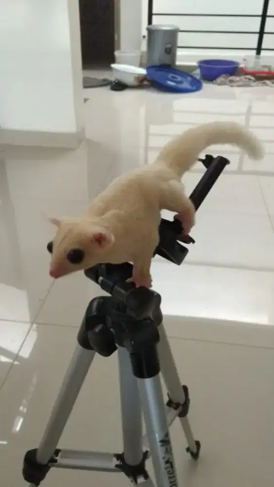 Sugar Glider Leucistic